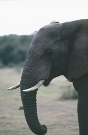 Afrikanischer Elefant Portraet seitlich (00016101)