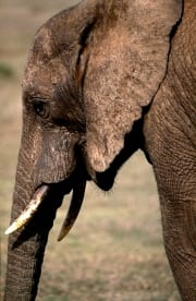 Afrikanischer Elefant Portraet seitlich (00016102)