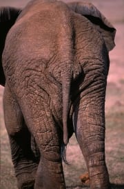 Afrikanischer Elefant von hinten (00016103)
