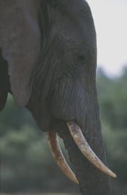 Afrikanischer Elefant Portraet seitlich (00016105)