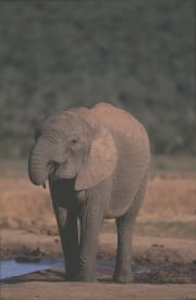 Afrikanischer Elefant am Wasser (00016108)