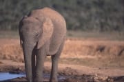 Trinkender Afrikanische Elefant (00016109)