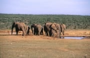 Afrikanische Elefanten Herde (00016111)