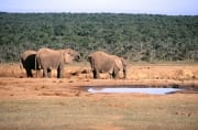 Afrikanische Elefanten beim Trinken (00016117)