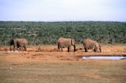 Afrikanische Elefanten an einer Wasserstelle (00016118)