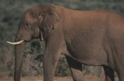 Afrikanischer Elefant (00016122)