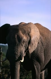 Afrikanischer Elefant Portraet (00016126)