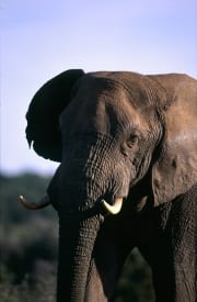Afrikanischer Elefant Portraet (00016127)