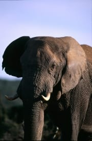 Afrikanischer Elefant Portraet (00016128)