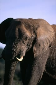 Afrikanischer Elefant Portraet (00016129)