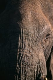 Afrikanischer Elefant Portraet (00016130)
