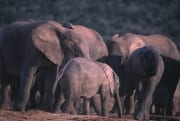 Afrikanische Elefanten Herde (00016132)