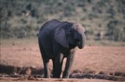 Afrikanische Elefant auf Wassersuche (00016133)
