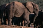 Trinkende Afrikanische Elefanten (00016134)