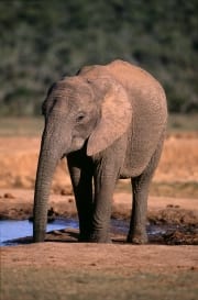 Afrikanischer Elefant hat sein Ruessel im Wasser (00016138)