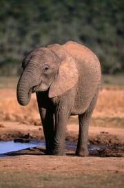 Trinkender Afrikanischer Elefant (00016139)