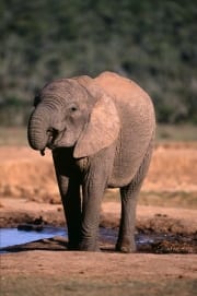 Afrikanischer Elefant an einer Wasserstelle (00016141)
