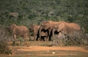 Afrikanische Elefanten auf dem Weg zur Wasserstelle (00016142)