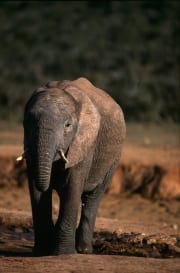 Afrikanischer Elefant hat seinen Durst gestillt (00016143)