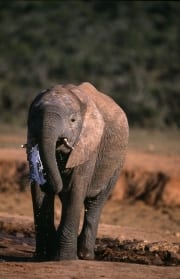 Afrikanischer Elefant loescht seinen Durst (00016144)