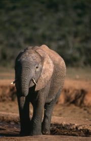 Afrikanischer Elefant verlaeßt die Wasserstelle (00016145)