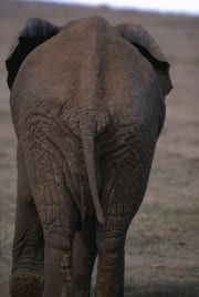 Afrikanischer Elefant Rueckseite (00016147)