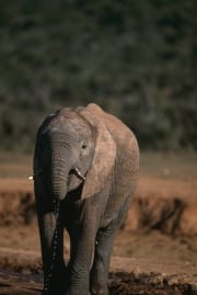 Afrikanischer Elefant beim Trinken (00016148)