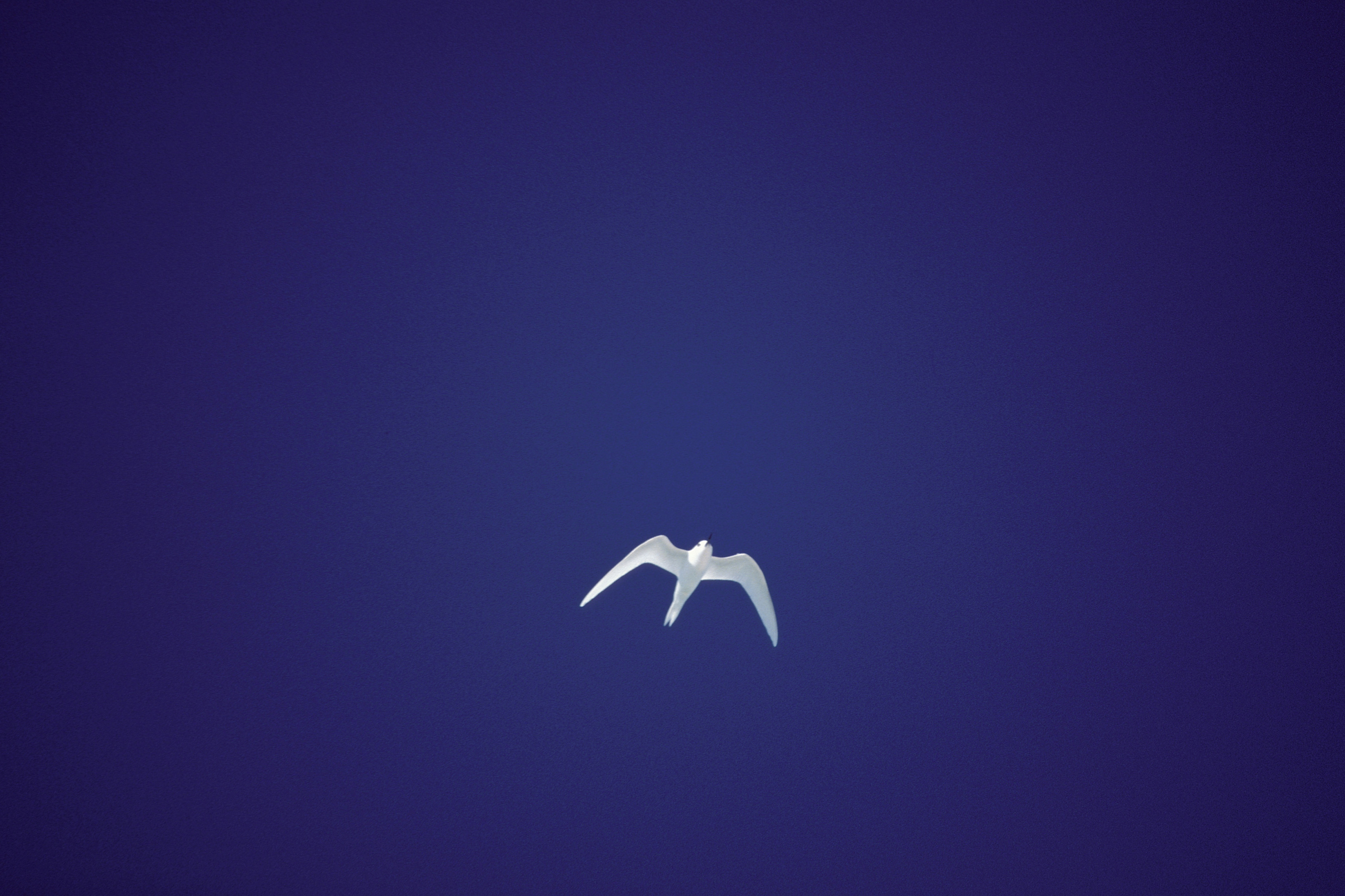 Fliegende Feenseeschwalbe (00005971)