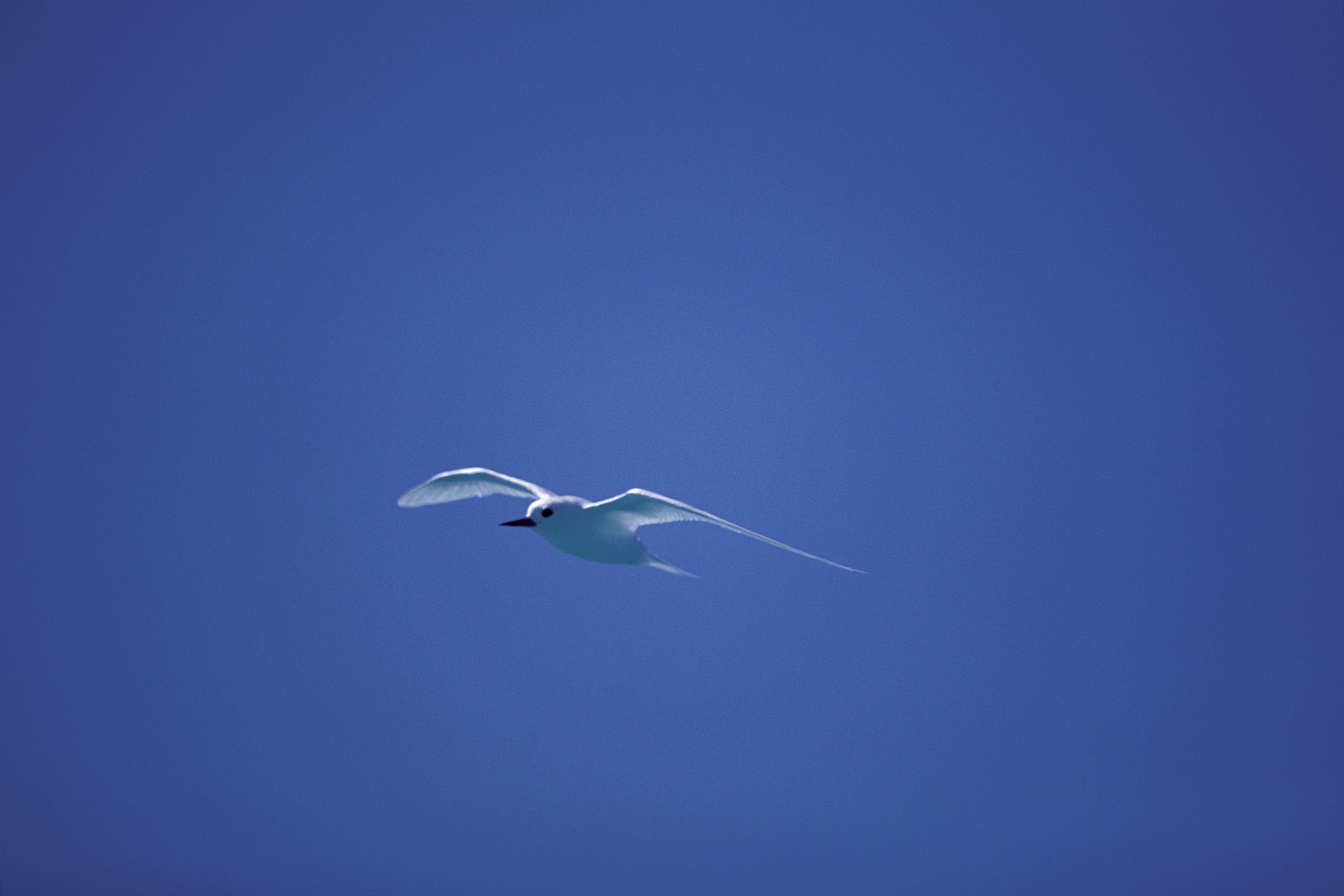 Fliegende Feenseeschwalbe (00005995)