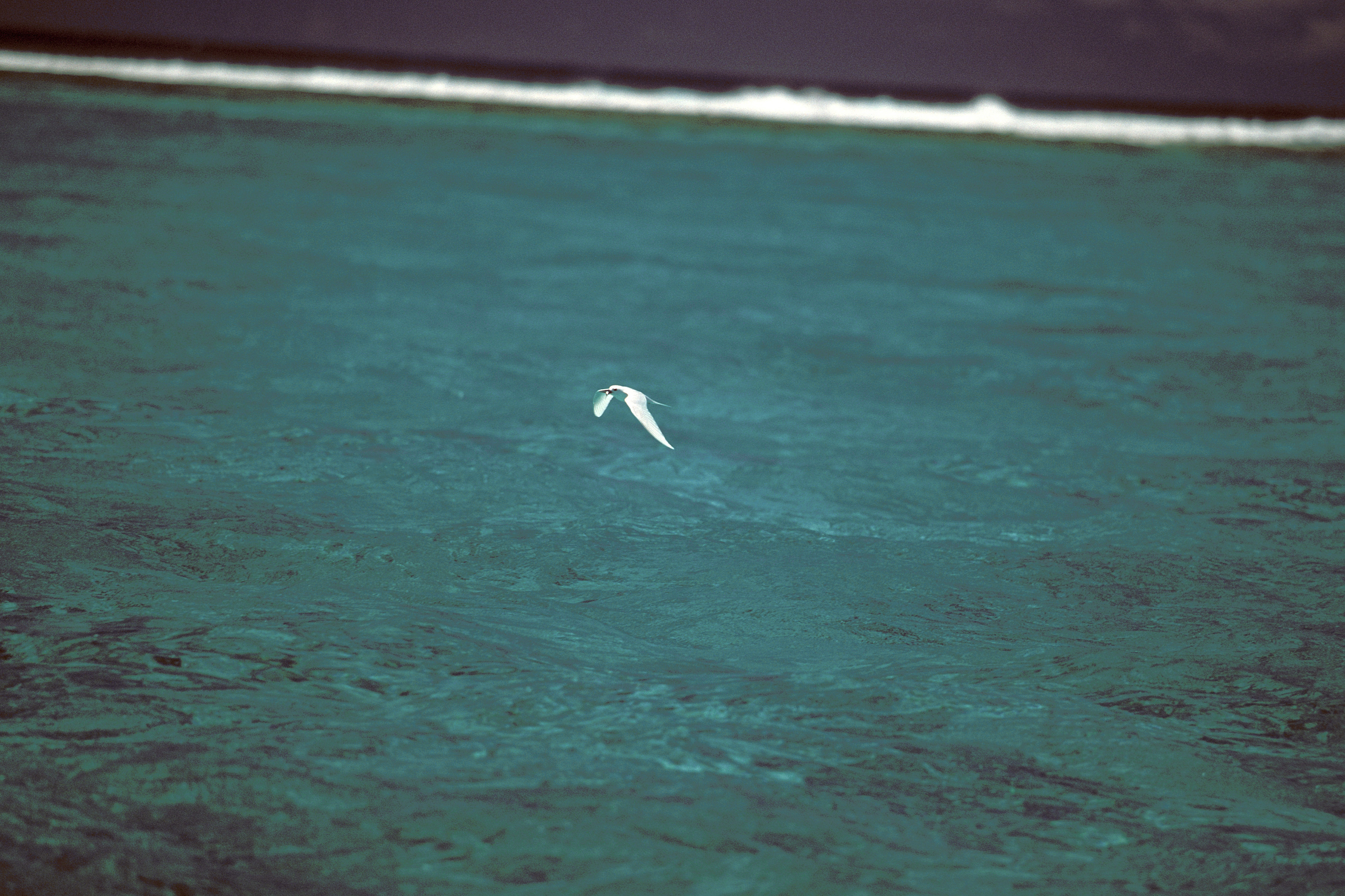 Fliegende Feenseeschwalbe ueber dem Meer (00006017)