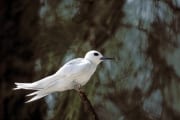 White tern sitting on a branch end (00005589)
