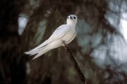 White tern sitting on a branch end (00005621)