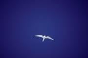 Fliegende Feenseeschwalbe (00005972)