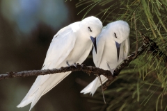White terns resting on the tree (00005813)