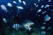 Bullenhai mit Fischkoeder im Maul (00018234)