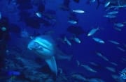 Bullenhai mit Fischkoeder (00018243)