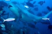 Bullenhai hat den Fischkoeder (00018324)