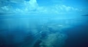 Luftaufnahme "Shark Reef" in der Beqa Lagoon auf Fij (00018624)