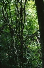 Lianen schlingen sich durch den Regenwald (00017971)