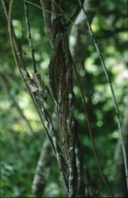 Lianen umschlingen einen Baumstamm im Regenwald (00017973)