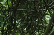 Lianengewirr im Fiji Regenwald (00017976)