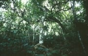 Regenwald auf Fiji (00017980)