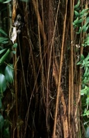 Ficus elastica mit massiven Stamm und Luftwurzeln (00017985)