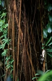 Ficus elastica entwickelt einen massiven Stamm mit Luftwurzeln (00017986)