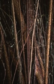 Gummibaum Ficus elastica (00017990)