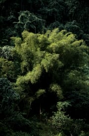 Bambus im Fiji Regenwald (00020699)