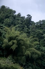 Bambus im Fiji Regenwald (00020701)