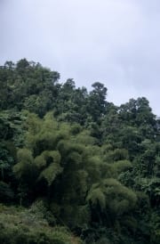 Fiji Regenwald (00020702)