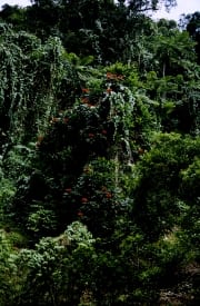 Rote Blueten im Fiji Regenwald (00020703)