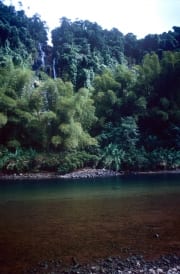 Regenwald am Navua River (00020822)